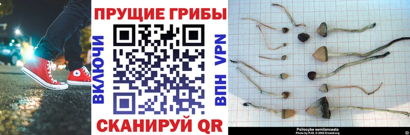 цена Лосино-Петровский Галлюциногенные грибы Psilocybe